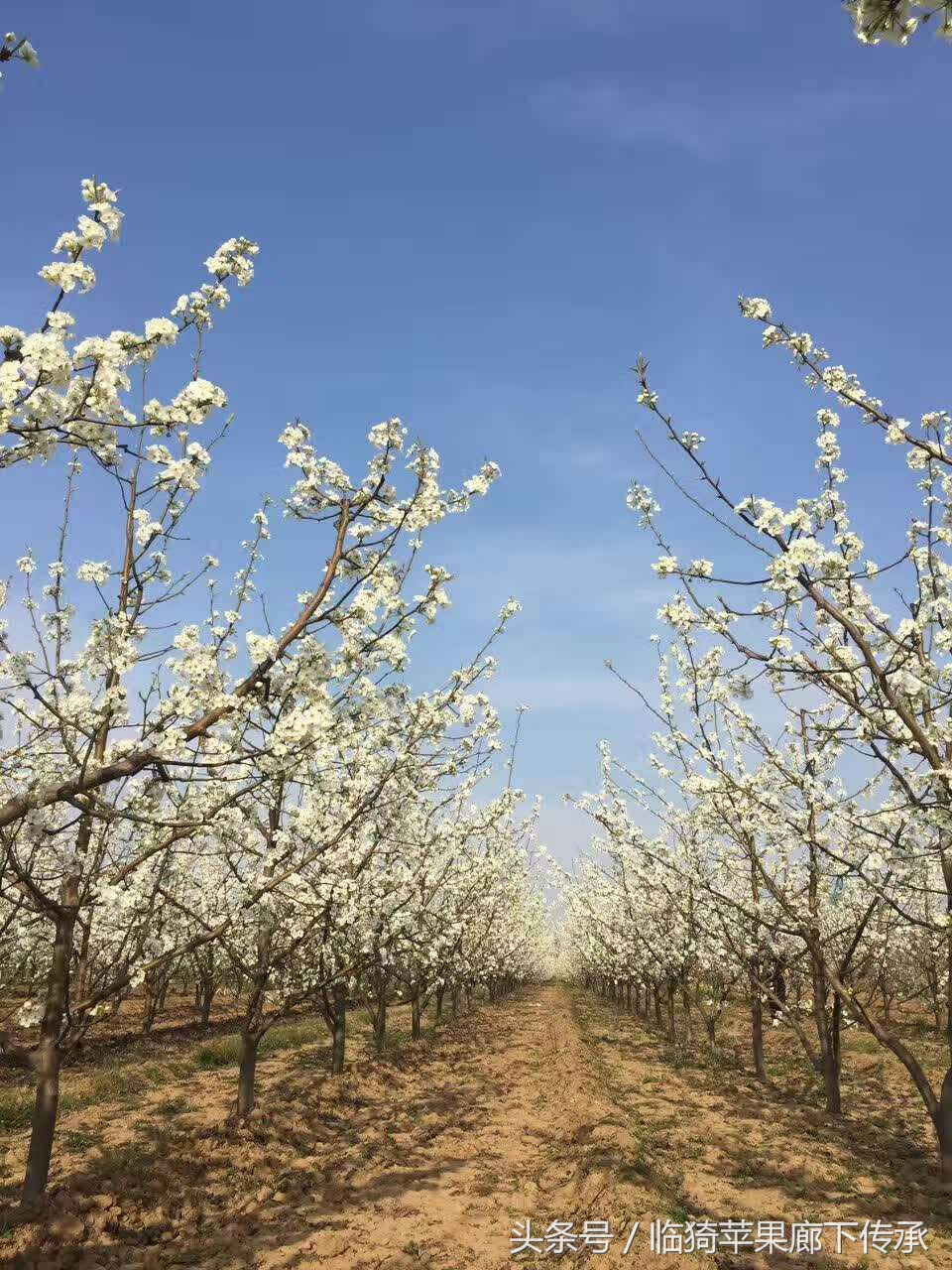 农村苹果花开，花香引来蜜蜂采蜜，景色胜似魔都樱花