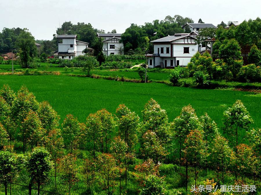 重庆地区贫富,重庆贫富排行榜