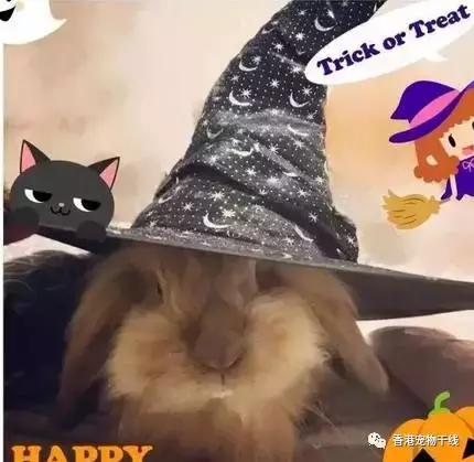 为什么养过兔子的人就不想再养,兔子不想养了咋办