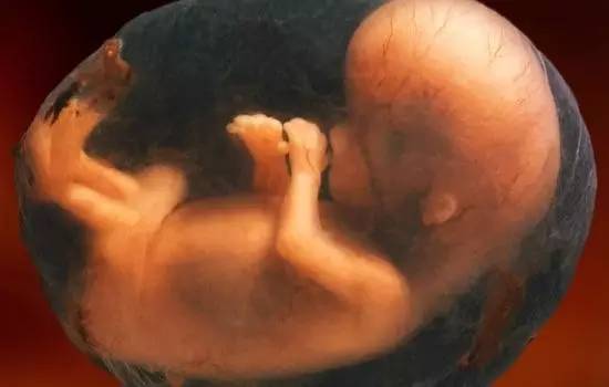 教科书又要改写！胚胎竟然在双细胞期就拥有发育特异性！