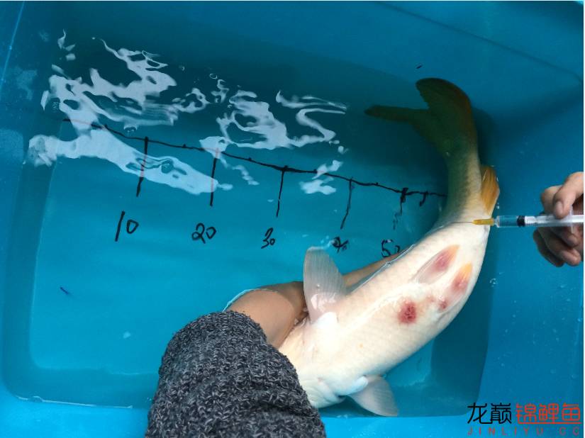 疖子的最佳治疗方法,疖子疮怎么治疗