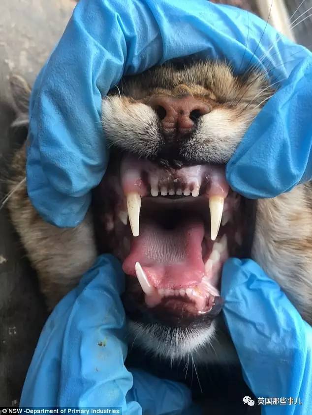 “呆萌猫”连袋鼠都吃，统治300公里｜喵族的真相