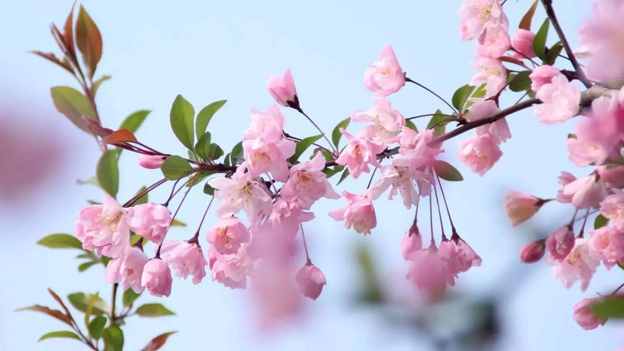 清明最好的十首诗七言,清明诗词十首朗诵