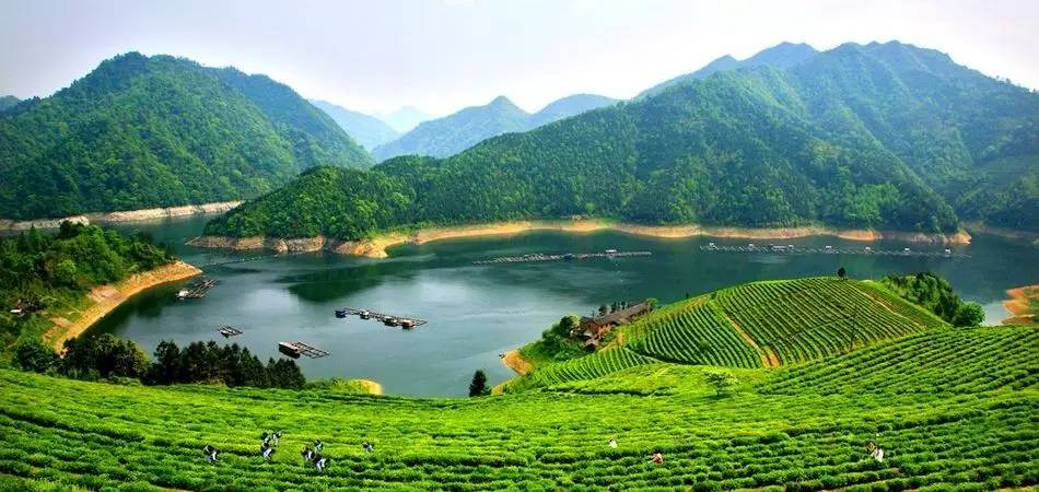 北京城的茶碗里,有1500公里外的安化黑茶