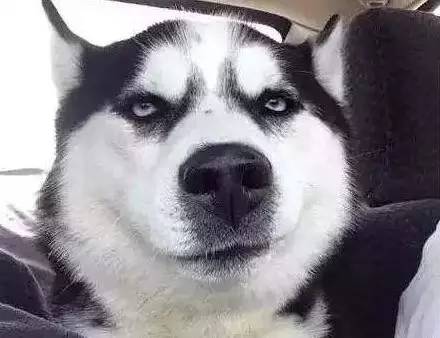 原谅我这一生不羁放纵完整版,原谅我这一生不羁放纵群星版