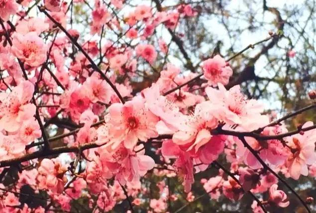 清明3天旅游攻略成都,清明成都旅游攻略学生党