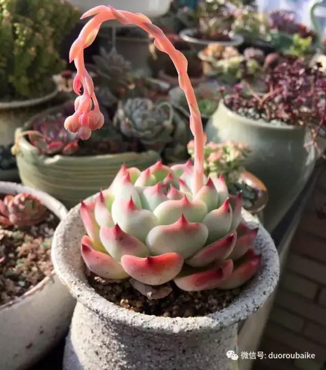 那些年我养过的多肉,这些年养过的花花草草