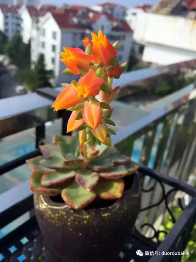 那些年我养过的多肉,这些年养过的花花草草