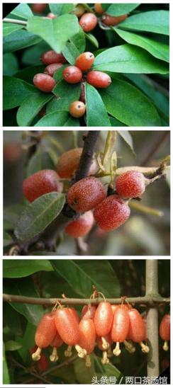 大别山深处的绝美山珍!