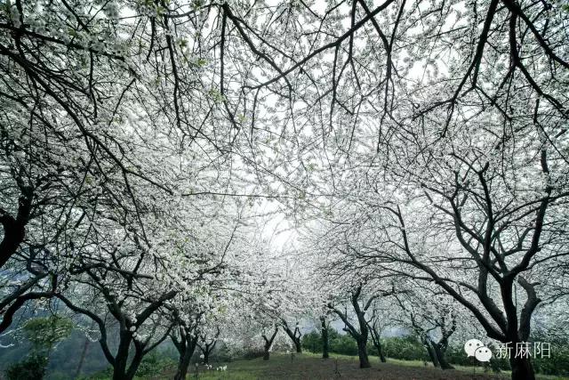 春天第一花麻阳,故乡最先盛开的是什么花