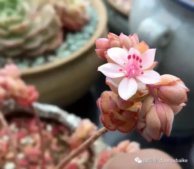 那些年我养过的多肉,这些年养过的花花草草