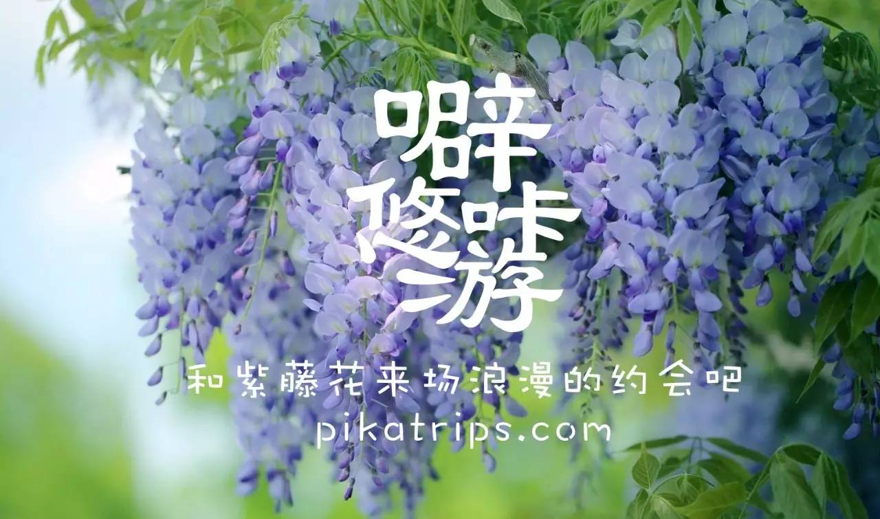 日本赏樱花最美的地方,日本春天看樱花攻略