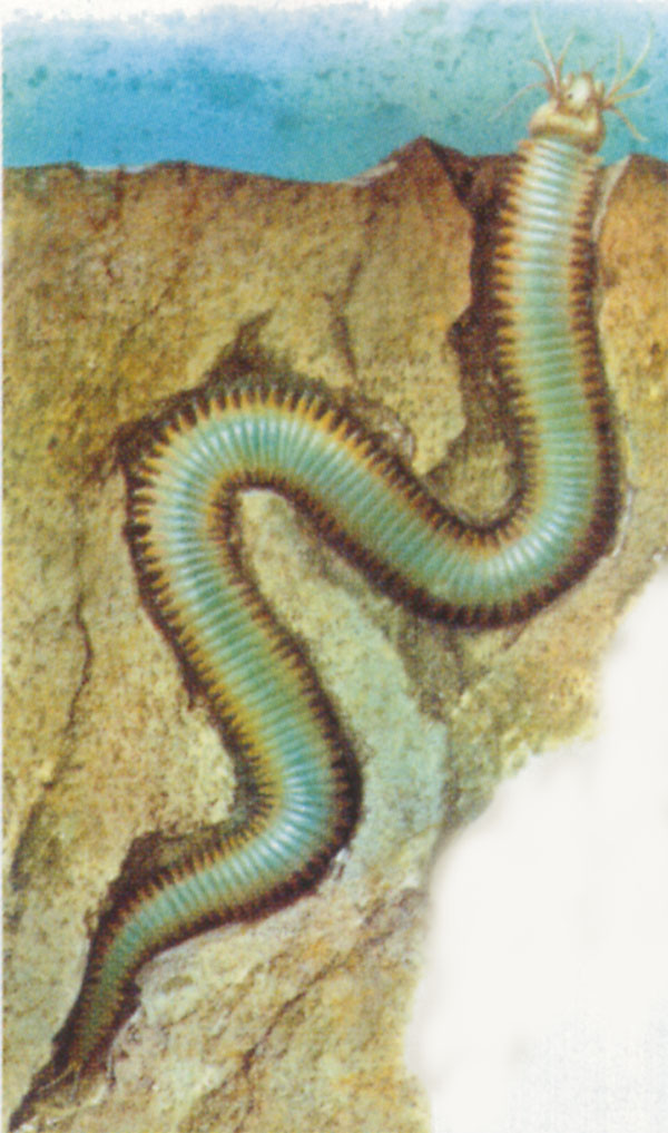 这些奇特的虫子食物你尝试过吗,各种虫子吃的食物