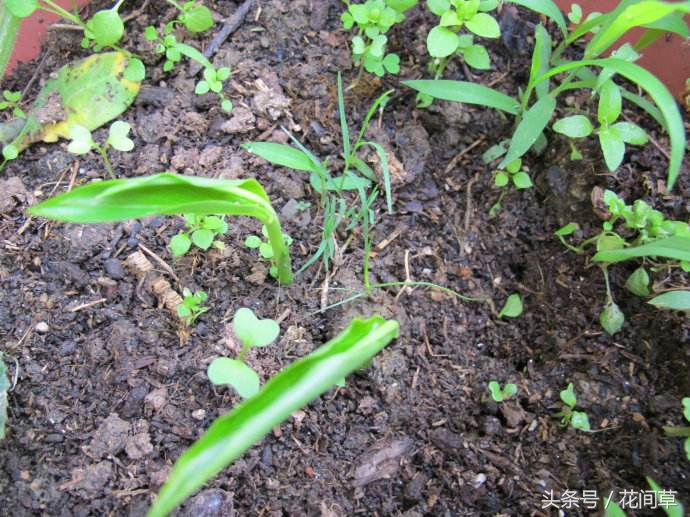 废物利用辣椒籽、发了芽的生姜别丢，几步让它变成阳台盆栽蔬菜