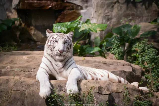 广州长隆野生动物园真实评价,广州长隆野生动物园讲解动物