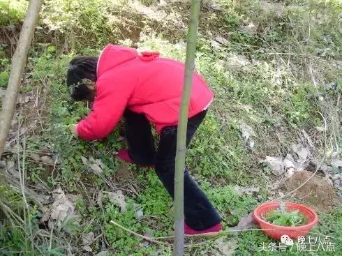 风吟阁悠悠艾草香