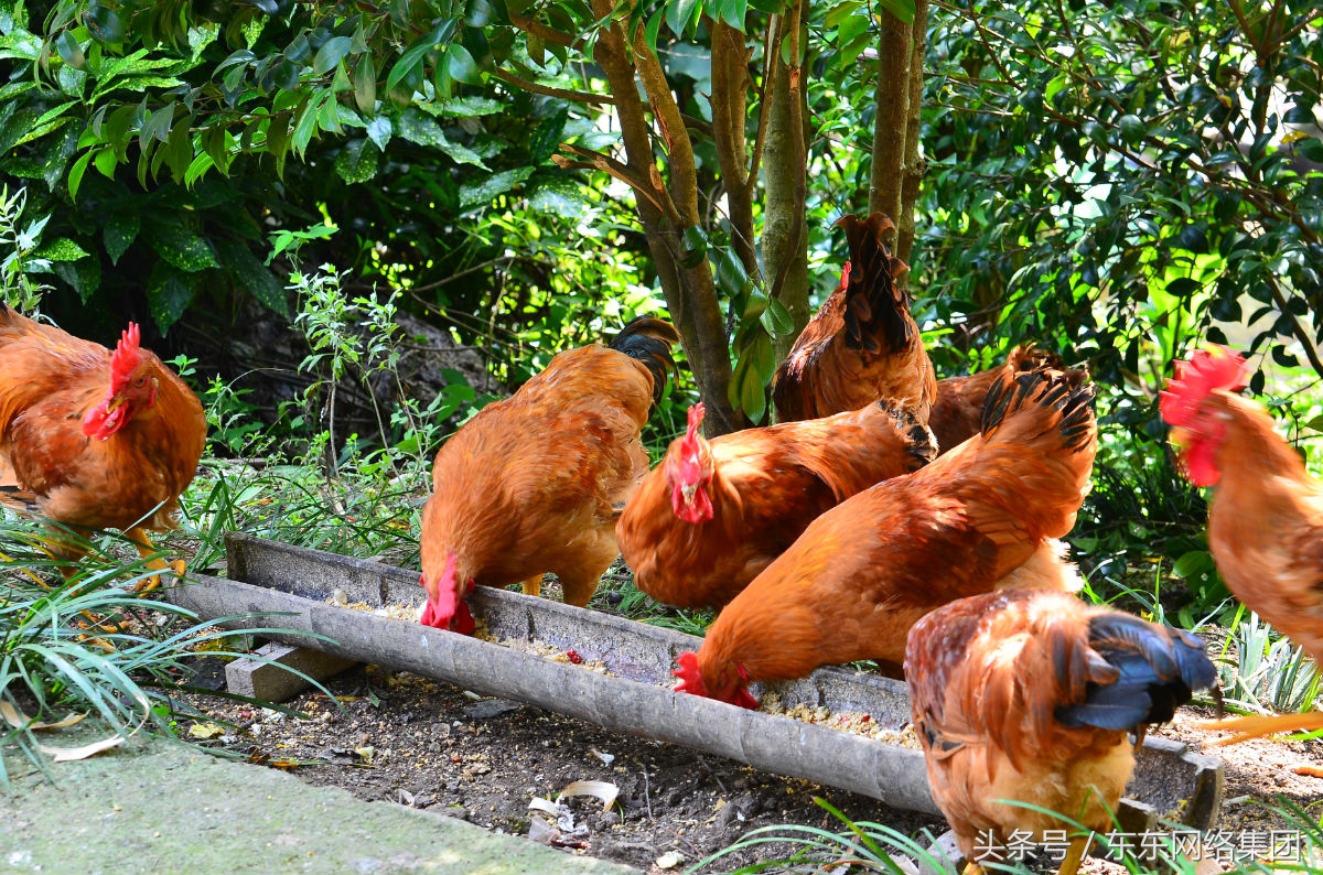 养鸡过程中常见问题及解答方案,鸡张嘴呼吸甩头是什么病