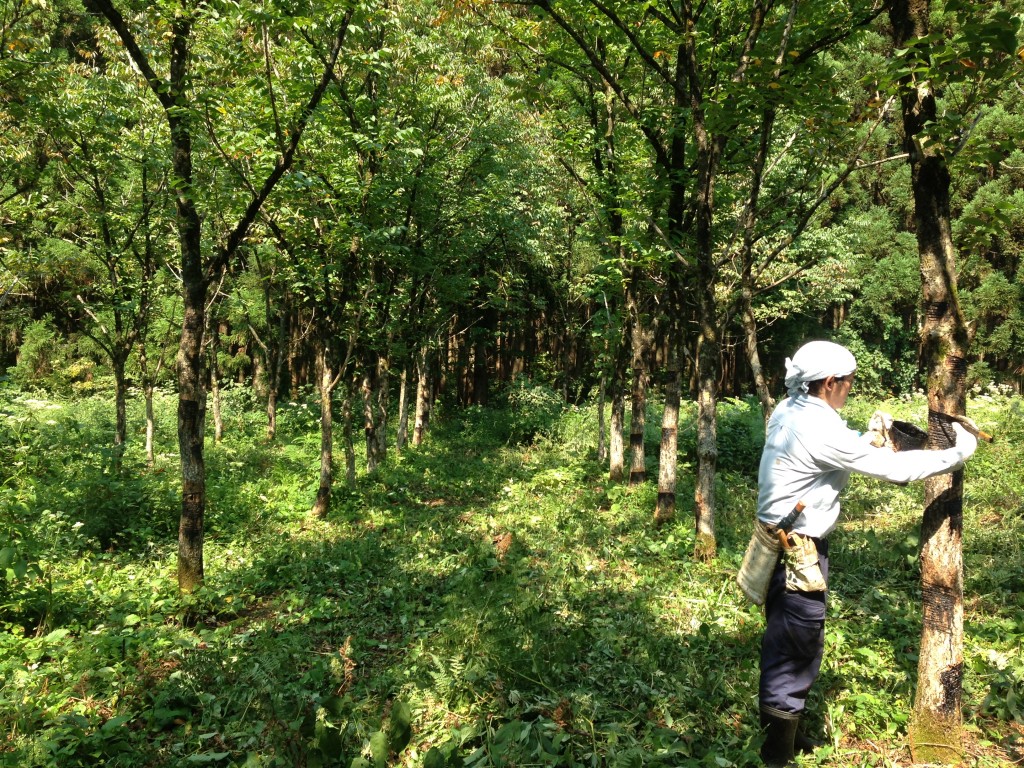 怎么预防生漆过敏,生漆加什么防止过敏