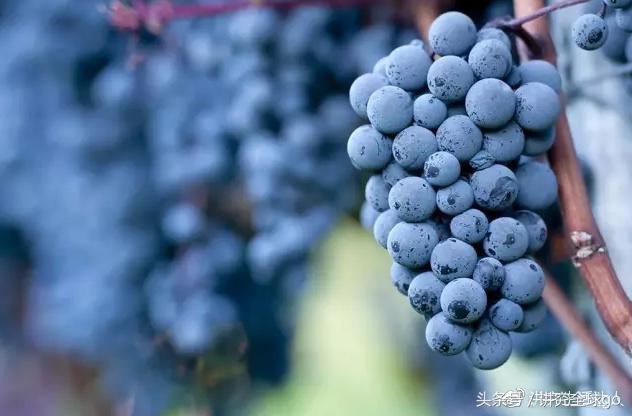 通过酒的颜色辨别真假葡萄酒,如何判断葡萄酒真假