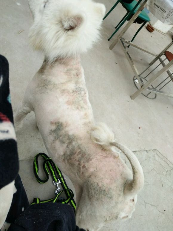 萨摩耶犬什么原因得皮肤病,萨摩耶幼犬皮肤病怎么治疗