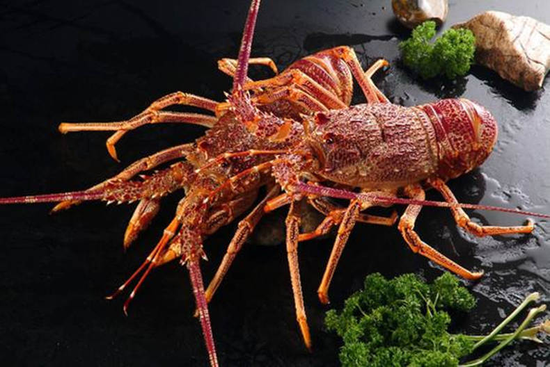 吃美味的澳洲大龙虾,澳洲大龙虾怎样烹调最简单好吃