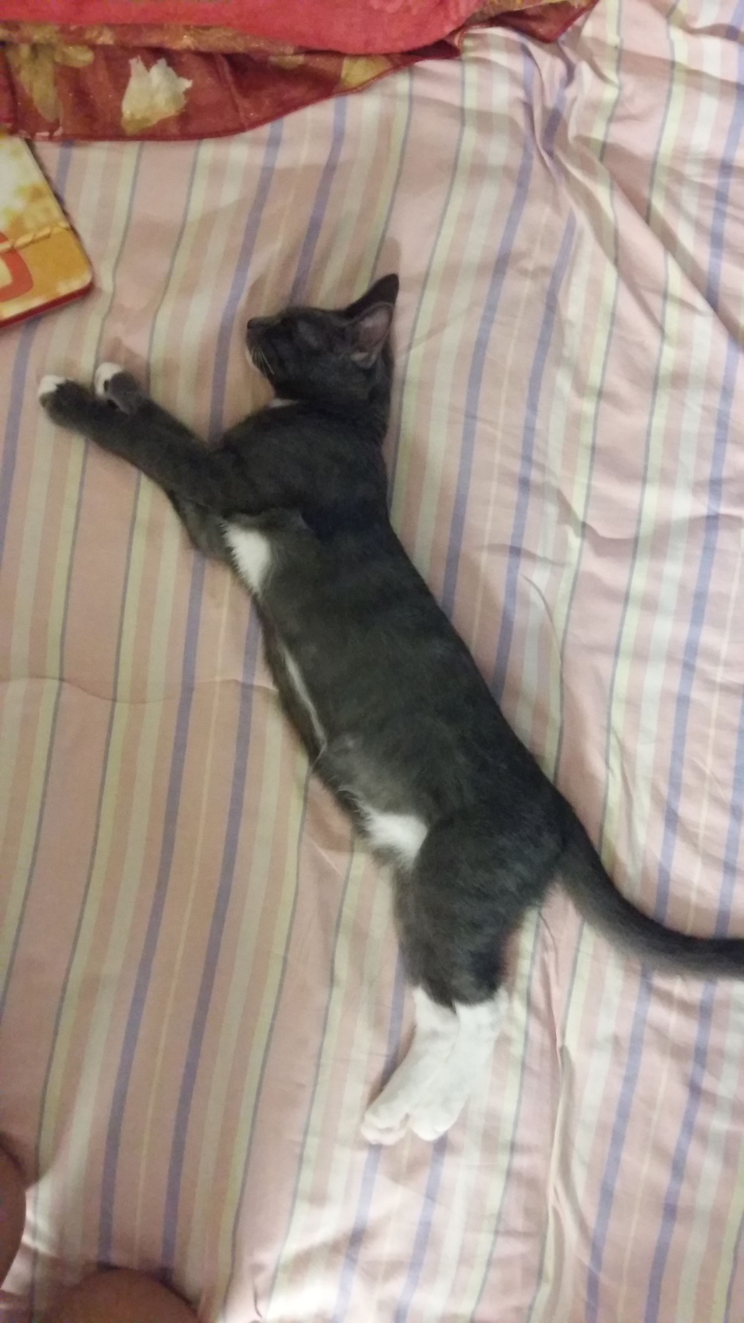 喵星人一觉醒来,喵星人在哪里都能睡得着