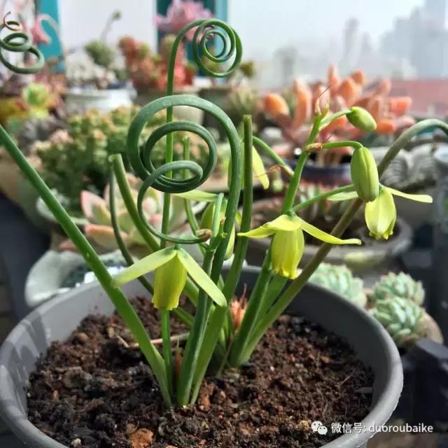 那些年我养过的多肉,这些年养过的花花草草