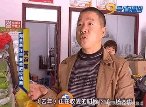 小麦扬花后麦叶尖发黄是怎么回事,小麦假化肥表现