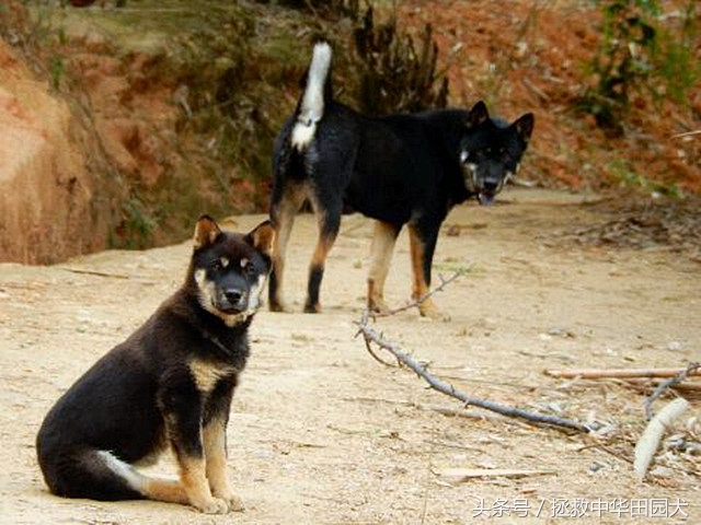 四眼中华田园犬土狗,四眼土狗不立耳的样子