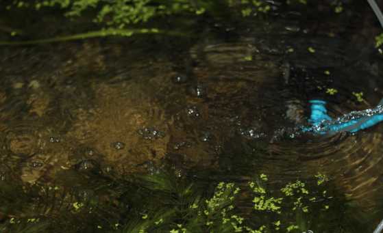 最便宜的鱼池推荐,一个观赏鱼池大概多少钱
