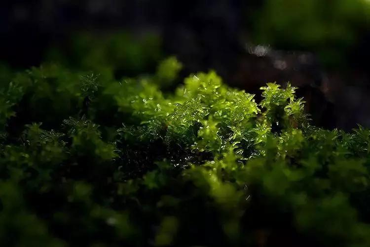 去除青苔的最好方法,去除青苔最有效的方法