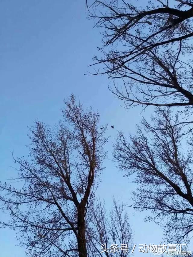 路上遇到被撞死的小动物怎么处理,高速上看到被撞死的小动物怎么办