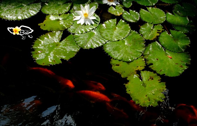 夏日国外巴厘岛避暑旅游推荐,巴厘岛夏天的风景