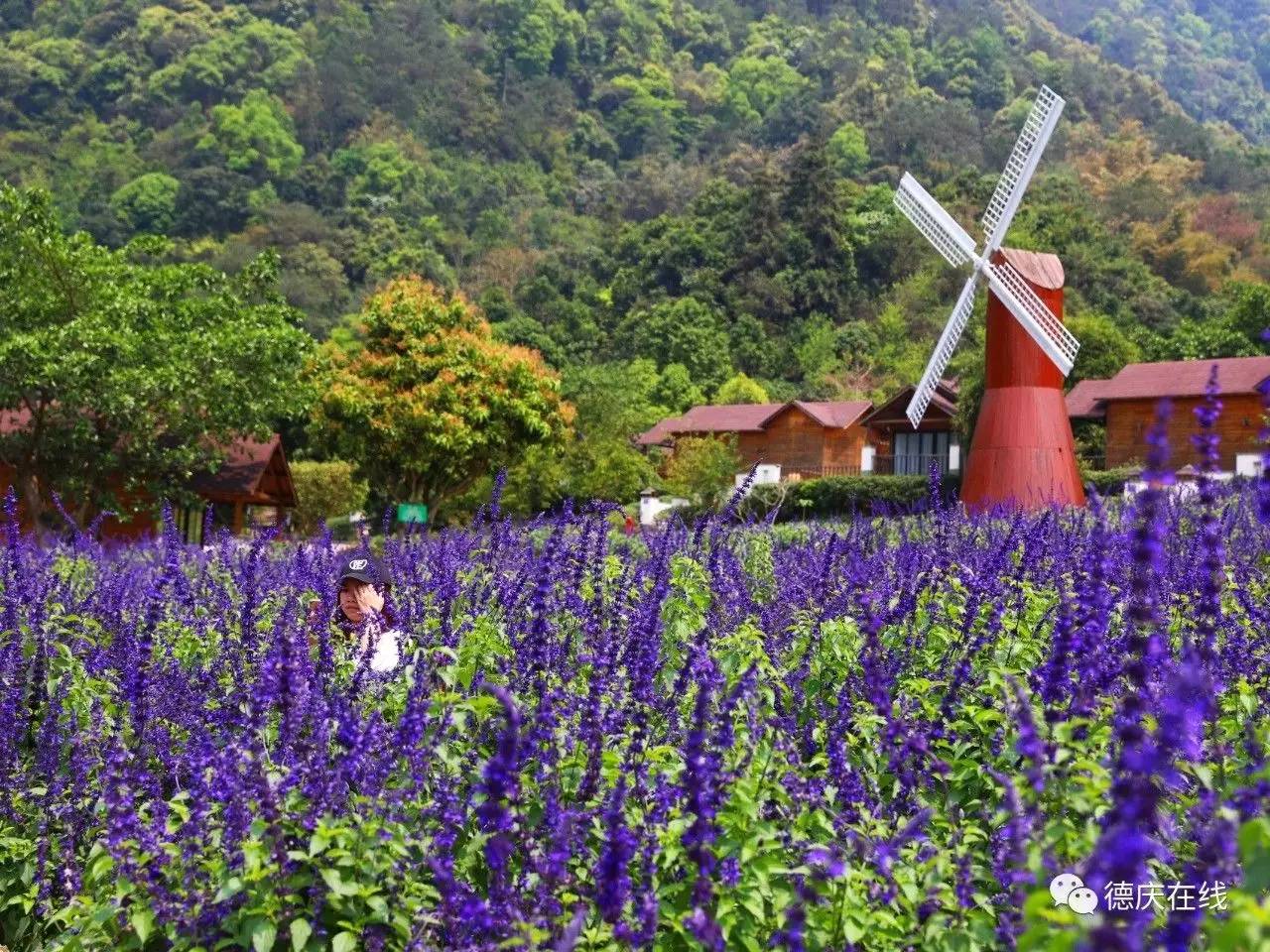 不用去罗平也可以看油菜花,不用去日本也能看的樱花海