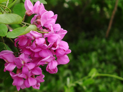 例假可以吃炎症药吗,例假期间可以喝土茯苓吗