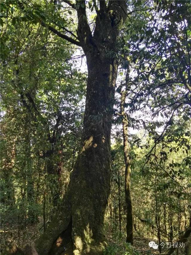 禄劝九龙石牛山原始森林,云南禄劝县团街镇卓干山原始森林