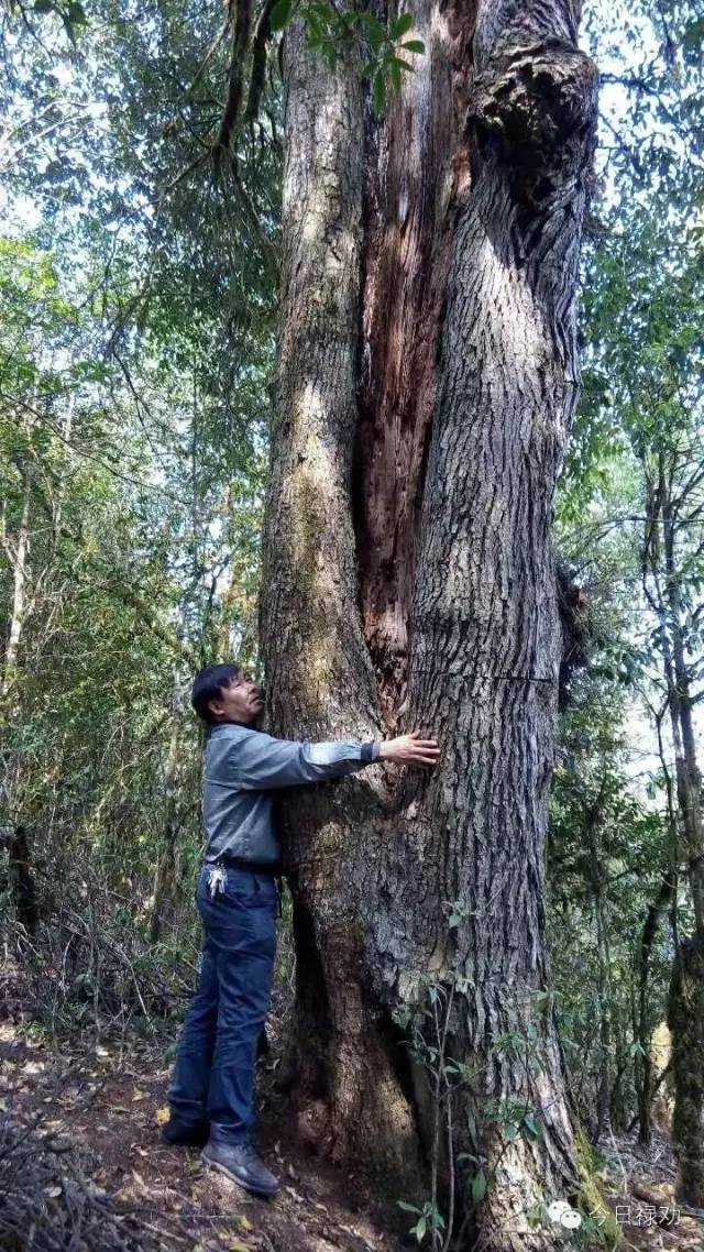禄劝九龙石牛山原始森林,云南禄劝县团街镇卓干山原始森林