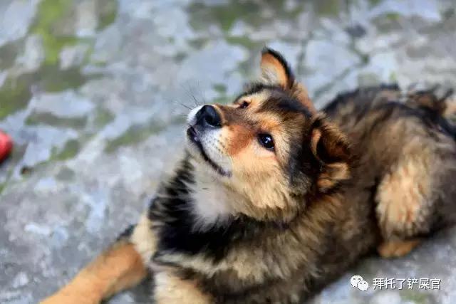 日本土狗为什么那么可爱,日本土狗是柴犬还是秋田犬