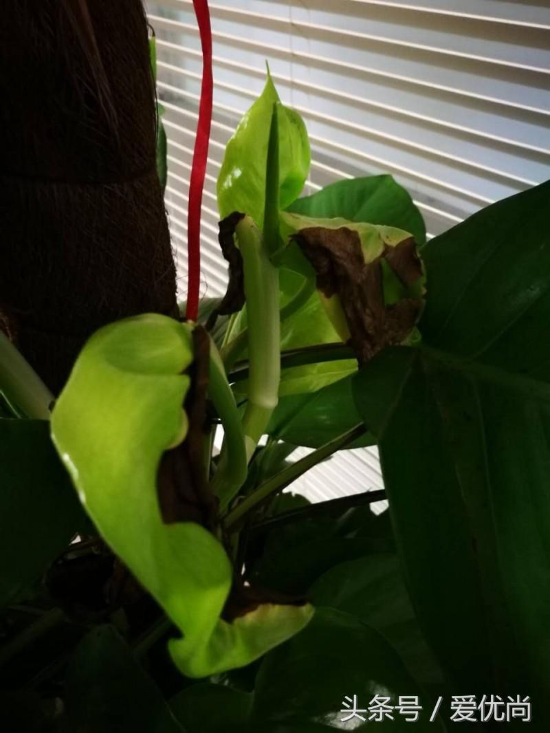 绿萝水培怎么养爆盆的,绿萝水培怎么养才能爆盆