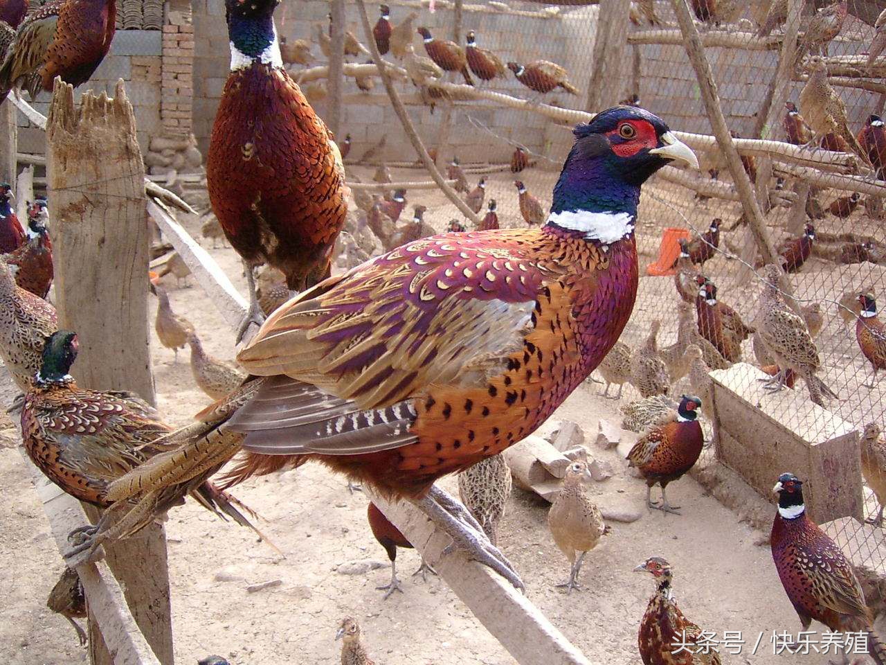 养野山鸡的条件,养野山鸡得办什么手续