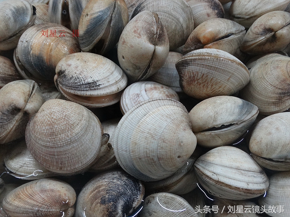 来三亚旅游想吃带壳的海鲜，不当冤大头，要有智慧善挑选和会安排