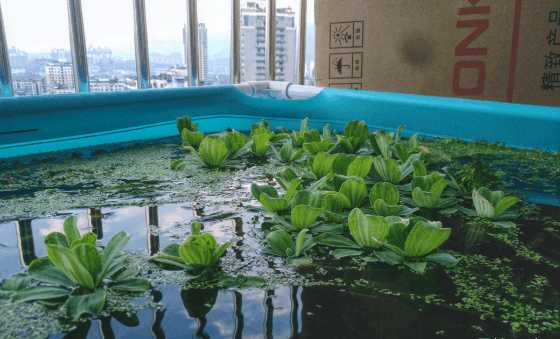 一个三米的鱼池需要多钱,一个观赏鱼池大概多少钱