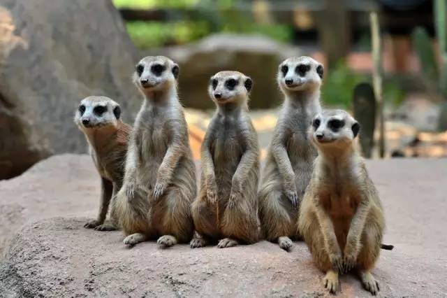 广州长隆野生动物园真实评价,广州长隆野生动物园讲解动物