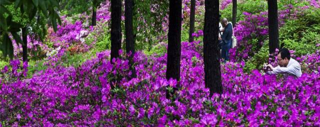 春暖花开正是踏青赏花的好时节,肇庆春日赏花的地方图片
