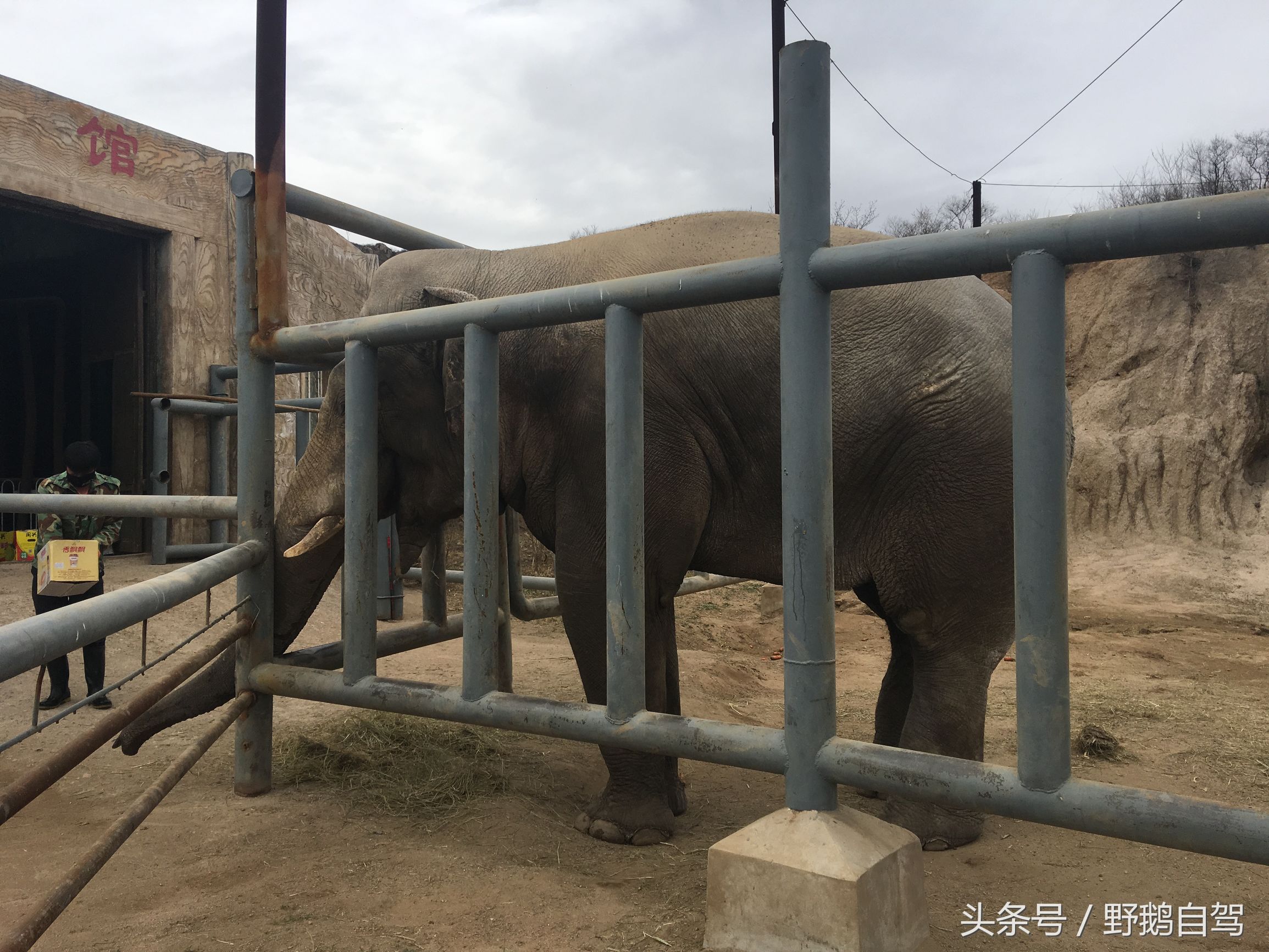 八达岭野生动物园野兽区,八达岭动物园自驾攻略大全