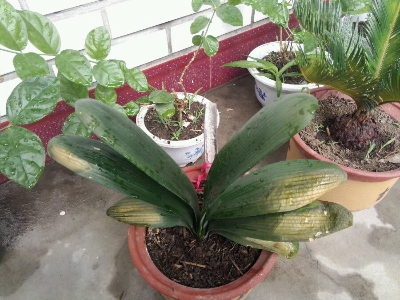 君子兰花芽开花期间能浇水吗,君子兰怎么浇水才能长得好看