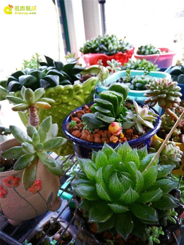 一个脚气患者的真实故事,关于癣有趣的故事