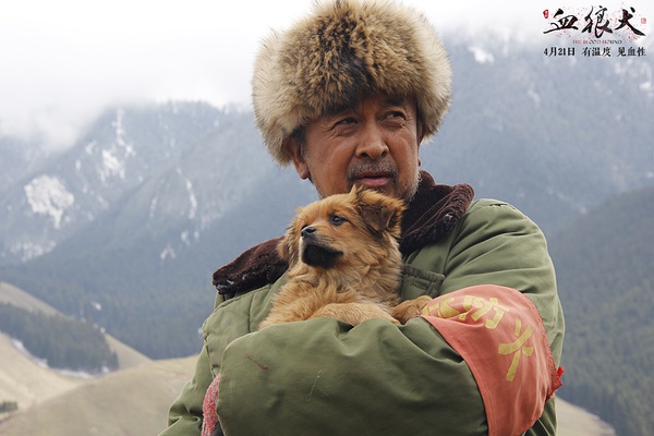 血狼犬看哭人视频,血狼犬感人