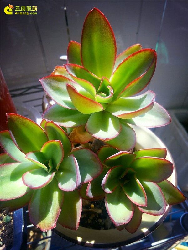 一个脚气患者的真实故事,关于癣有趣的故事