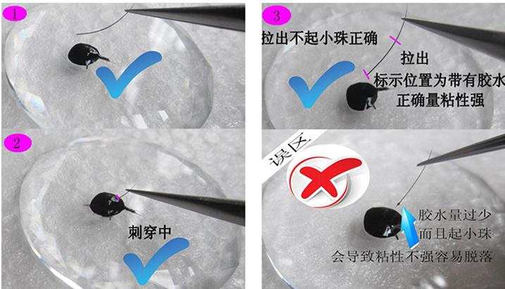 如何正确滴美睫胶水,美睫教程美睫胶水